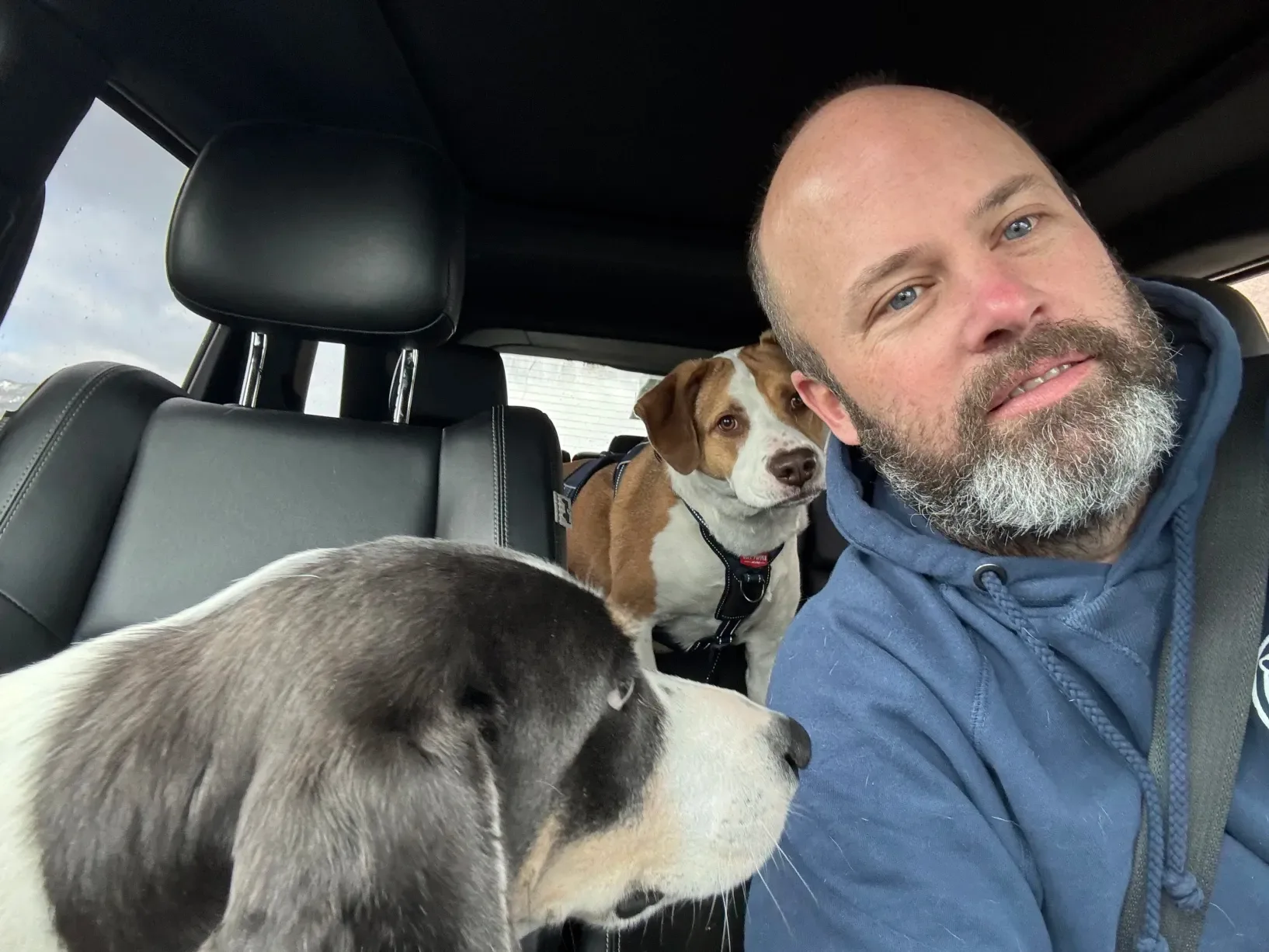 Pat in the driver's seat of a car with two dogs, a grey-and-white hound in front and a brown-and-white dog in the back seat